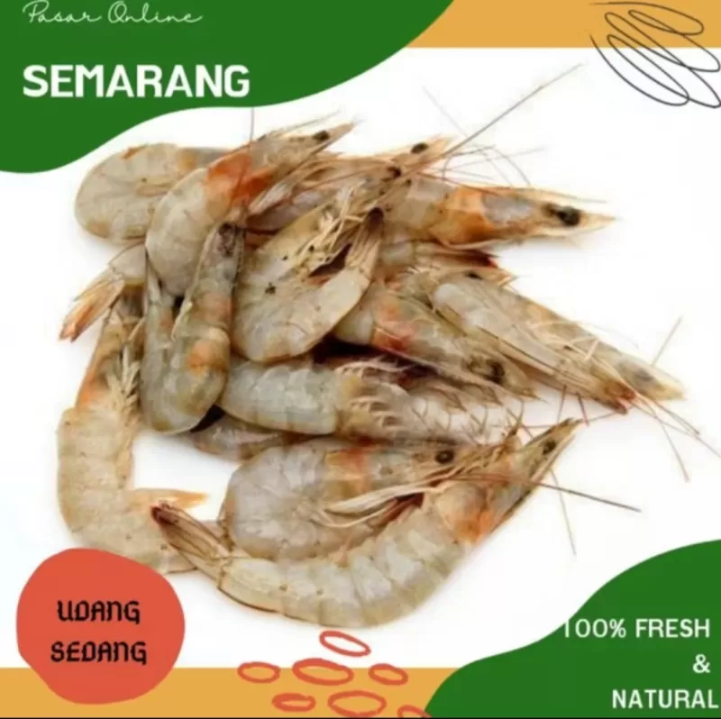 Udang Sedang